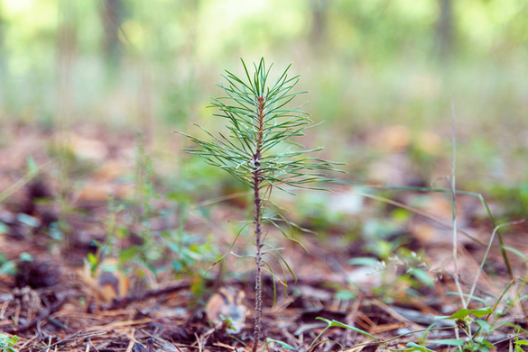 Ein kleiner Tannensetzling steht im Wald.